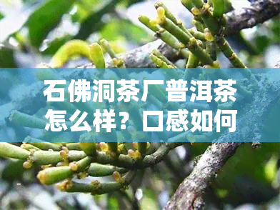 石佛洞茶厂普洱茶怎么样？口感如何、官网信息一网打尽！