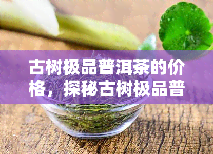 古树极品普洱茶的价格，探秘古树极品普洱茶的市场价格，品味顶级茶香