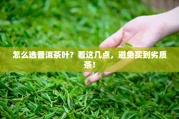 怎么选普洱茶叶？看这几点，避免买到劣质茶！