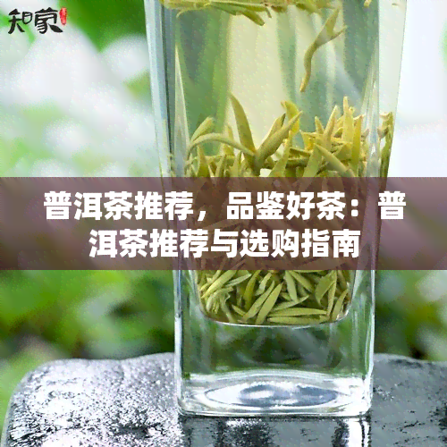 普洱茶推荐，品鉴好茶：普洱茶推荐与选购指南