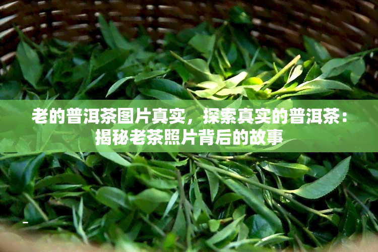 老的普洱茶图片真实，探索真实的普洱茶：揭秘老茶照片背后的故事