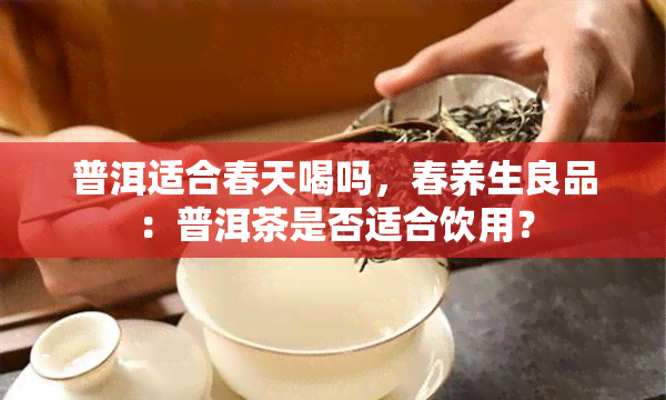 普洱适合春天喝吗，春养生良品：普洱茶是否适合饮用？