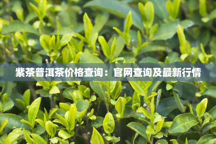 紫茶普洱茶价格查询：官网查询及最新行情