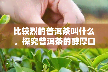 比较烈的普洱茶叫什么，探究普洱茶的醇厚口感：烈性普洱的独特魅力