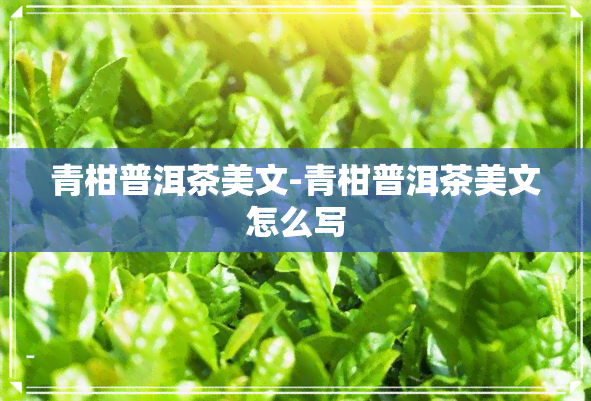 青柑普洱茶美文-青柑普洱茶美文怎么写