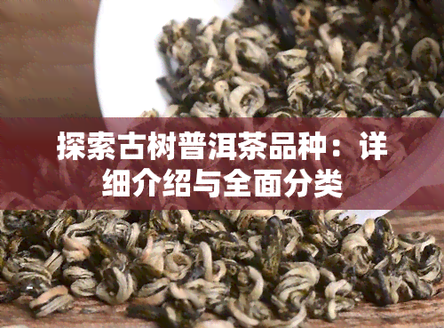 探索古树普洱茶品种：详细介绍与全面分类