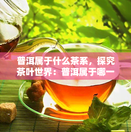 普洱属于什么茶系，探究茶叶世界：普洱属于哪一茶系？