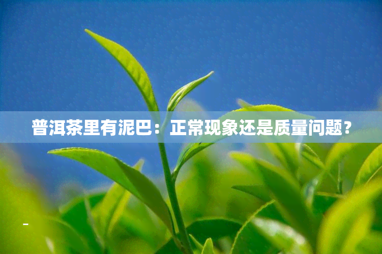 普洱茶里有泥巴：正常现象还是质量问题？