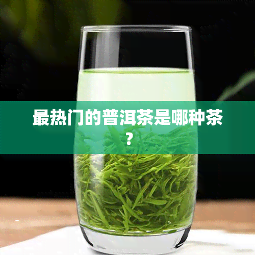 最热门的普洱茶是哪种茶？