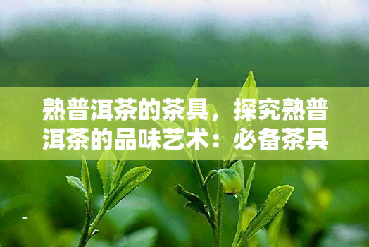 熟普洱茶的茶具，探究熟普洱茶的品味艺术：必备茶具全解析