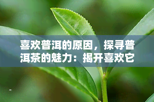 喜欢普洱的原因，探寻普洱茶的魅力：揭开喜欢它的原因