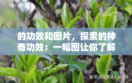 的功效和图片，探索的神奇功效：一幅图让你了解它的全部好处！