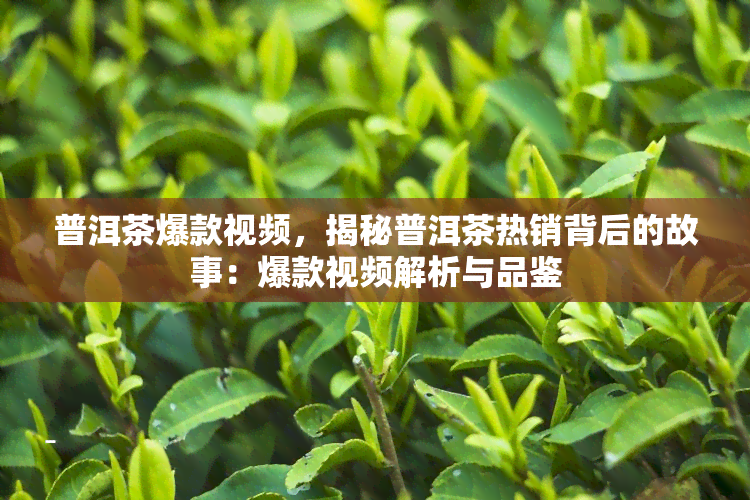 普洱茶爆款视频，揭秘普洱茶热销背后的故事：爆款视频解析与品鉴