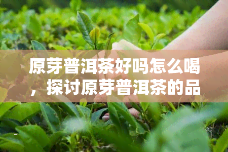 原芽普洱茶好吗怎么喝，探讨原芽普洱茶的品质与饮用方法