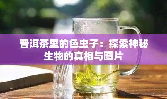 普洱茶里的色虫子：探索神秘生物的真相与图片