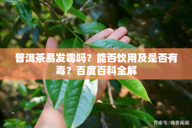 普洱茶易发霉吗？能否饮用及是否有？百度百科全解