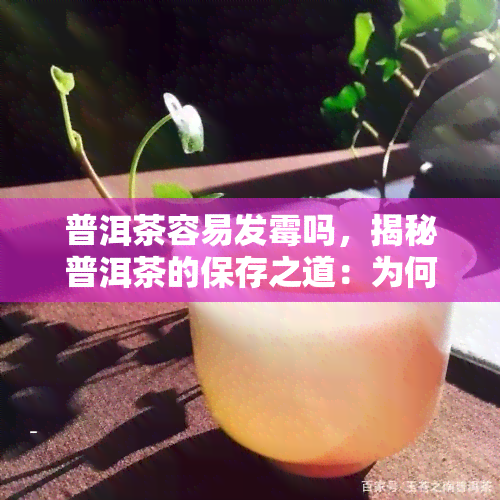 普洱茶容易发霉吗，揭秘普洱茶的保存之道：为何易发霉？如何避免？