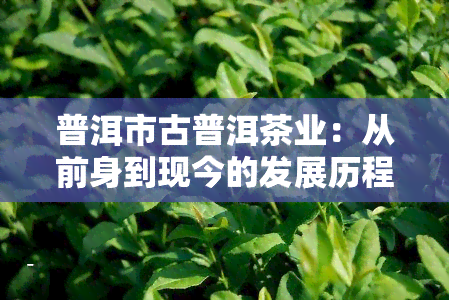 普洱市古普洱茶业：从前身到现今的发展历程