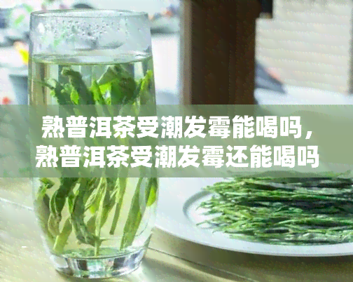 熟普洱茶受潮发霉能喝吗，熟普洱茶受潮发霉还能喝吗？专家为你解答