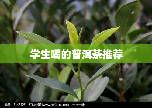 学生喝的普洱茶推荐