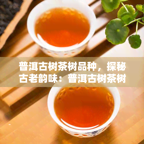 普洱古树茶树品种，探秘古老韵味：普洱古树茶树品种的魅力与价值