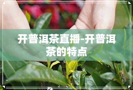 开普洱茶直播-开普洱茶的特点