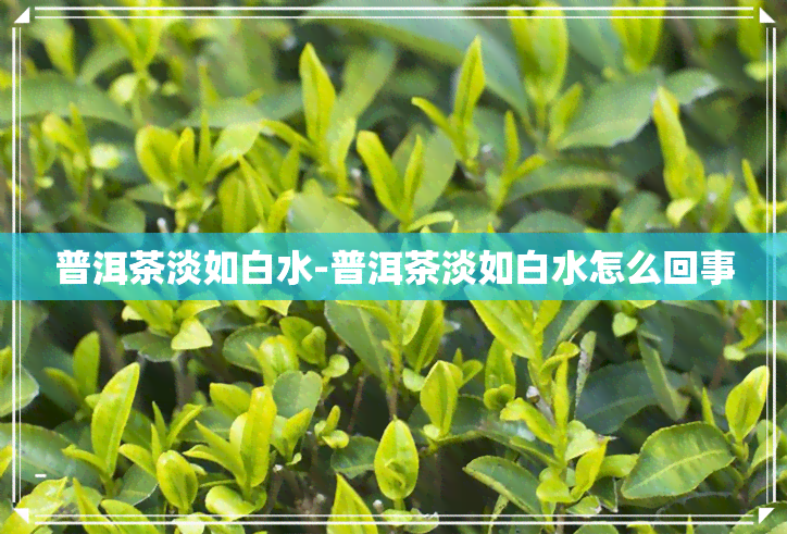 普洱茶淡如白水-普洱茶淡如白水怎么回事