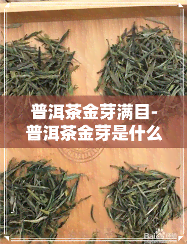 普洱茶金芽满目-普洱茶金芽是什么意思