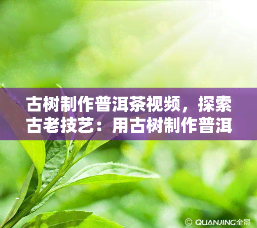 古树制作普洱茶视频，探索古老技艺：用古树制作普洱茶的全过程