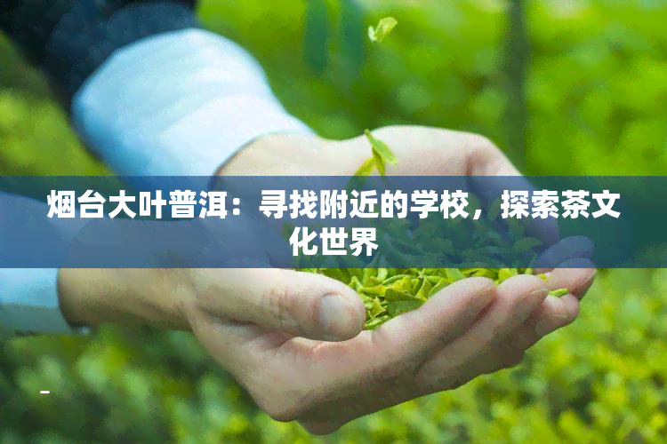 台大叶普洱：寻找附近的学校，探索茶文化世界