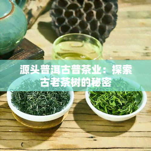 源头普洱古普茶业：探索古老茶树的秘密