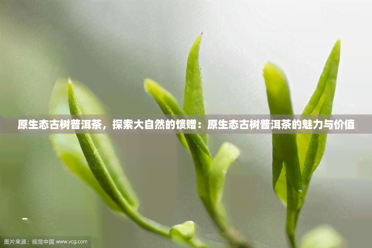 原生态古树普洱茶，探索大自然的馈赠：原生态古树普洱茶的魅力与价值