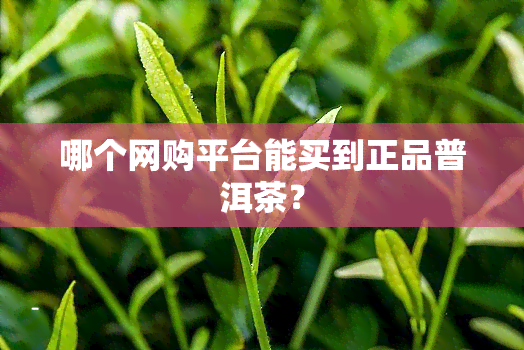 哪个网购平台能买到正品普洱茶？