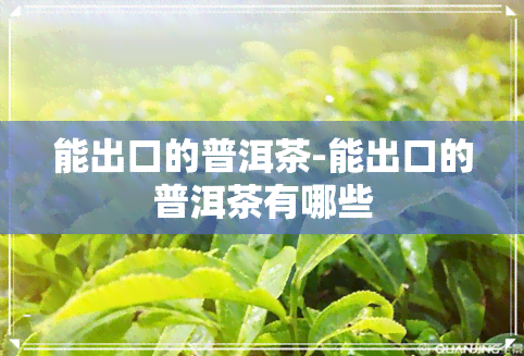 能出口的普洱茶-能出口的普洱茶有哪些