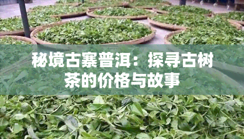 秘境古寨普洱：探寻古树茶的价格与故事