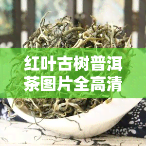 红叶古树普洱茶图片全高清集锦