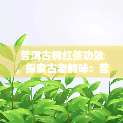 普洱古树红茶功效，探索古老韵味：普洱古树红茶的神奇功效