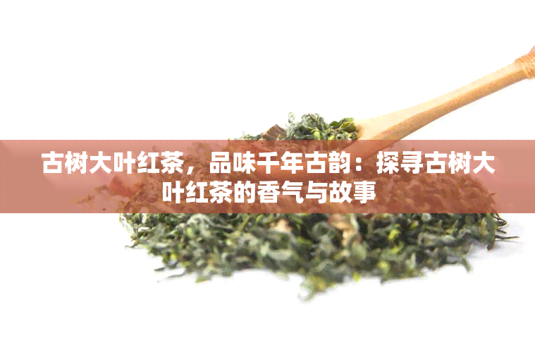 古树大叶红茶，品味千年古韵：探寻古树大叶红茶的香气与故事