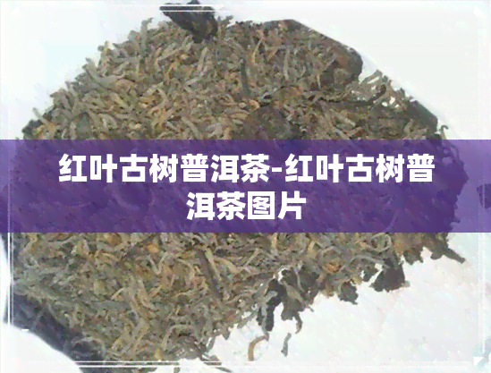 红叶古树普洱茶-红叶古树普洱茶图片