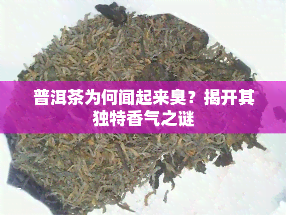 普洱茶为何闻起来臭？揭开其独特香气之谜