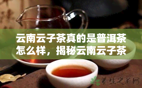 云南云子茶真的是普洱茶怎么样，揭秘云南云子茶：它真的是普洱茶吗？