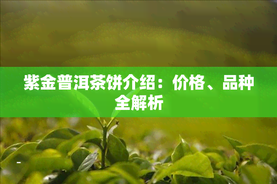 紫金普洱茶饼介绍：价格、品种全解析