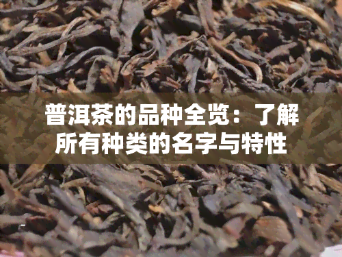 普洱茶的品种全览：了解所有种类的名字与特性