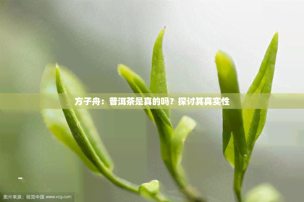 方子舟：普洱茶是真的吗？探讨其真实性