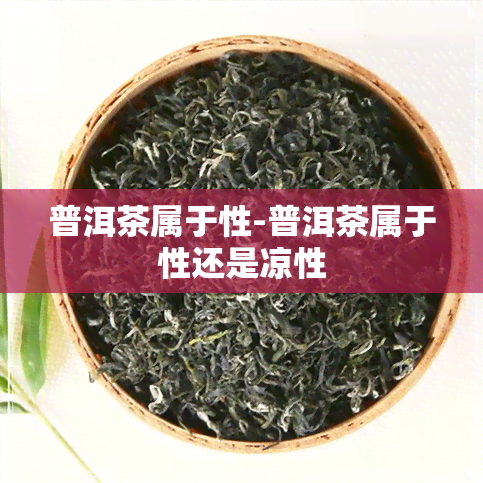 普洱茶属于性-普洱茶属于性还是凉性