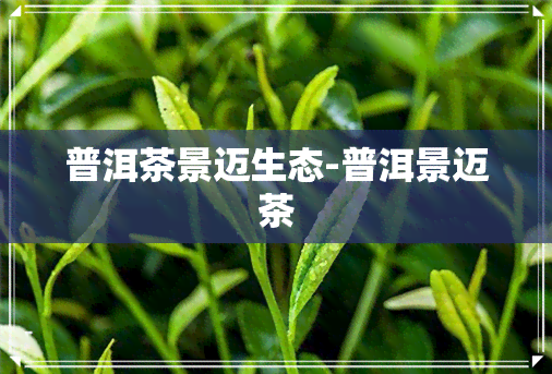 普洱茶景迈生态-普洱景迈茶