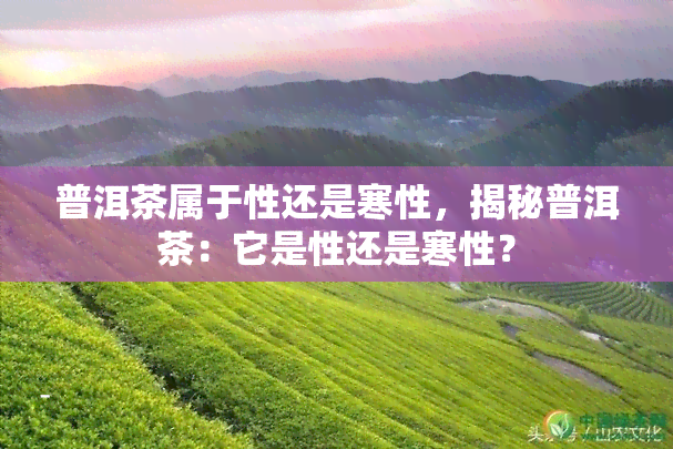 普洱茶属于性还是寒性，揭秘普洱茶：它是性还是寒性？