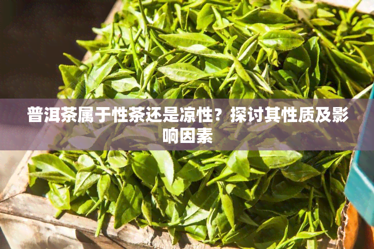 普洱茶属于性茶还是凉性？探讨其性质及影响因素