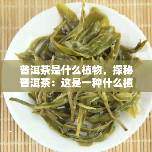 普洱茶是什么植物，探秘普洱茶：这是一种什么植物？