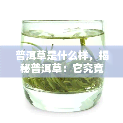 普洱草是什么样，揭秘普洱草：它究竟是什么样的植物？